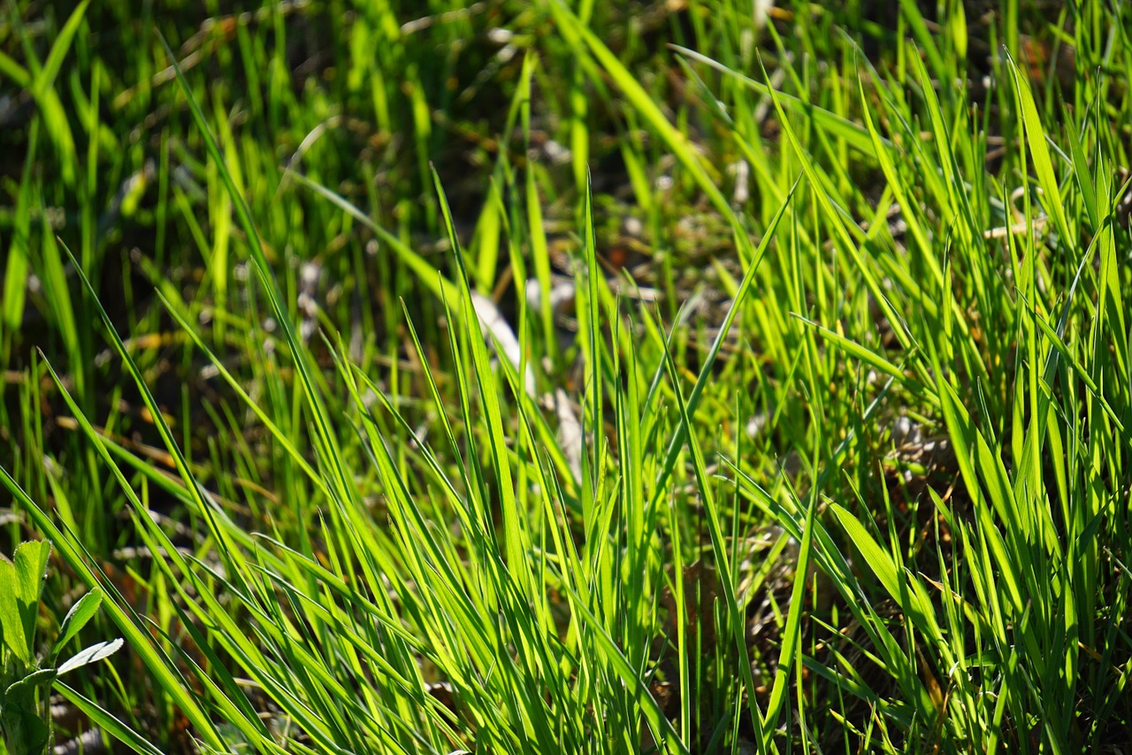 grass halme meadow free photo