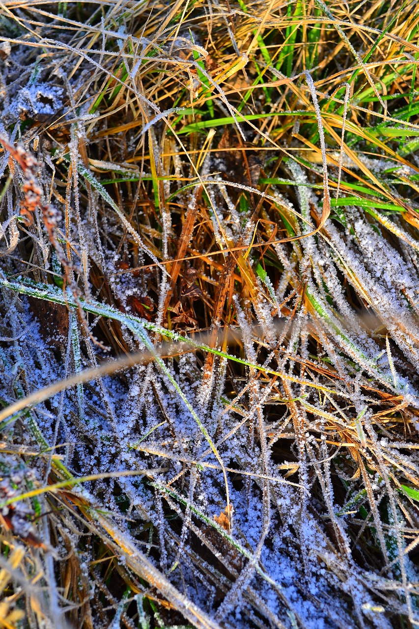 grass frost winter free photo