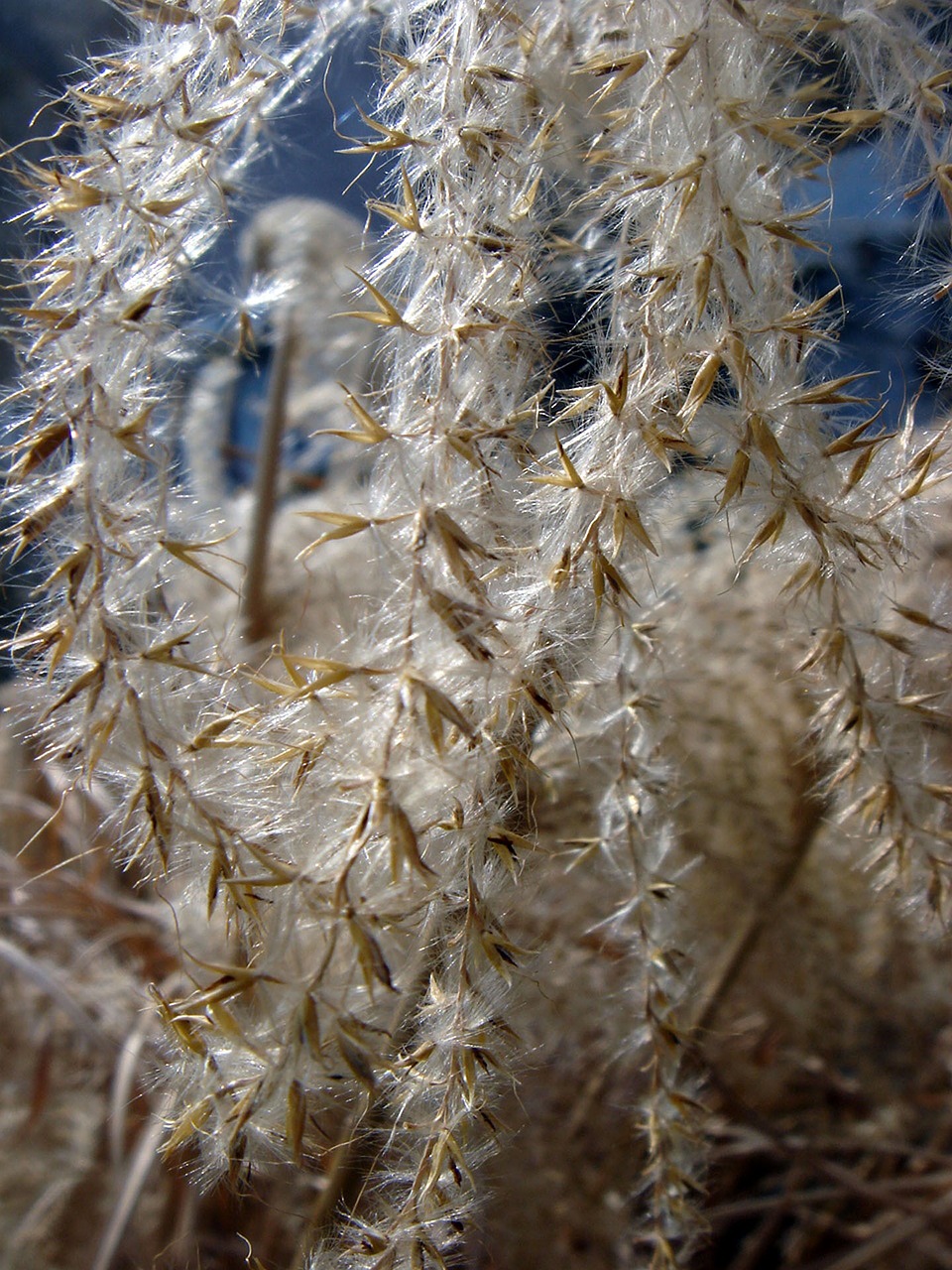 grass dry fluff free photo