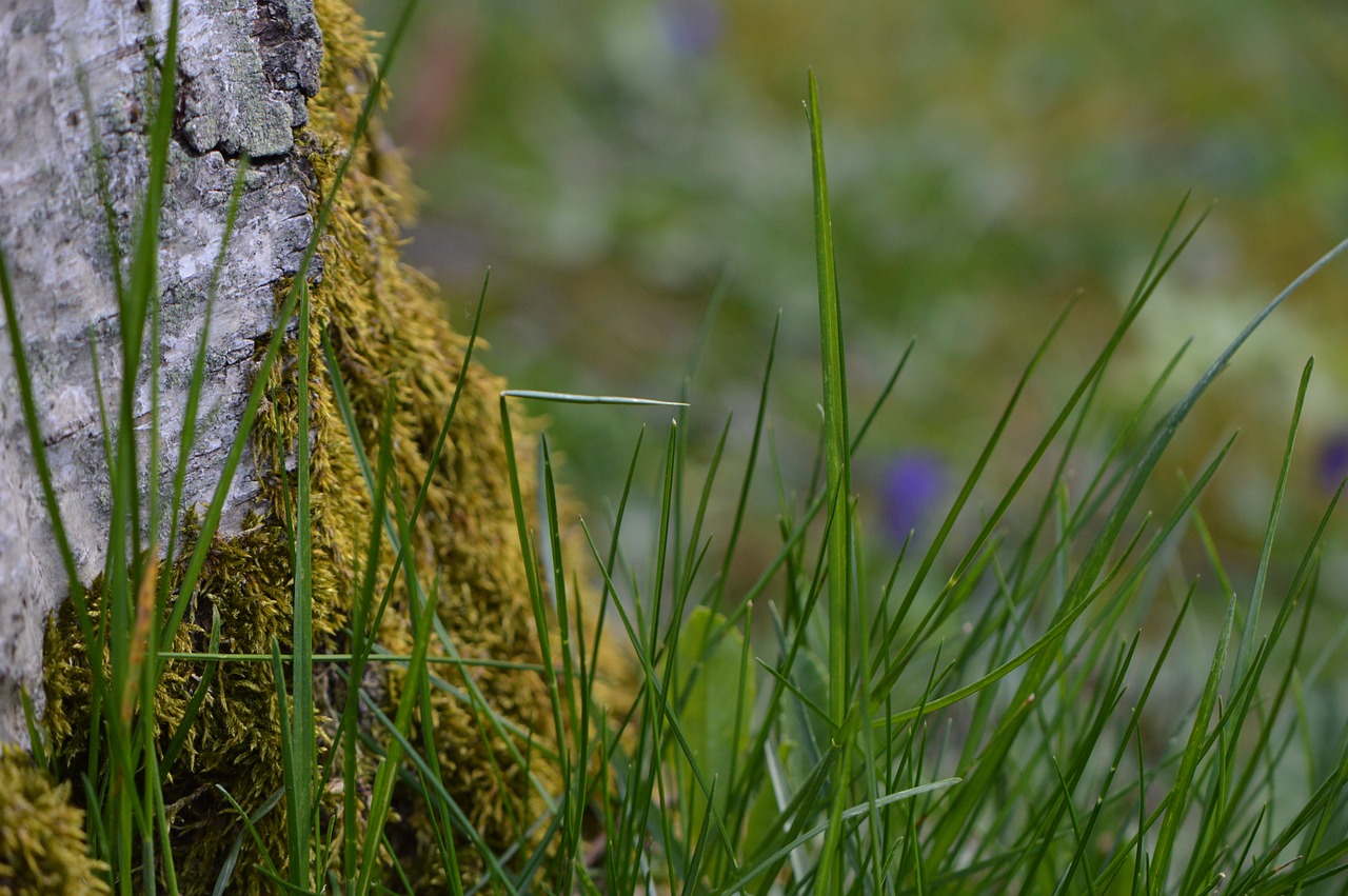 grass blades of grass birch free photo