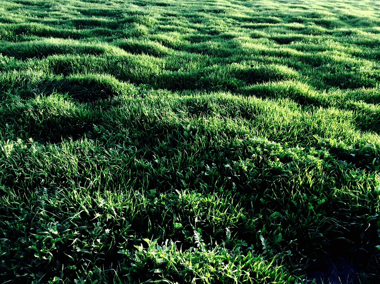 grass sunlight texture free photo