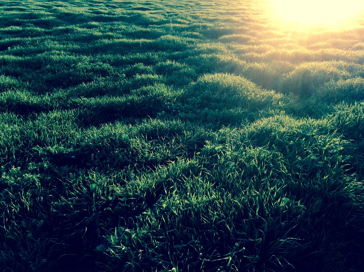 grass sunset texture free photo