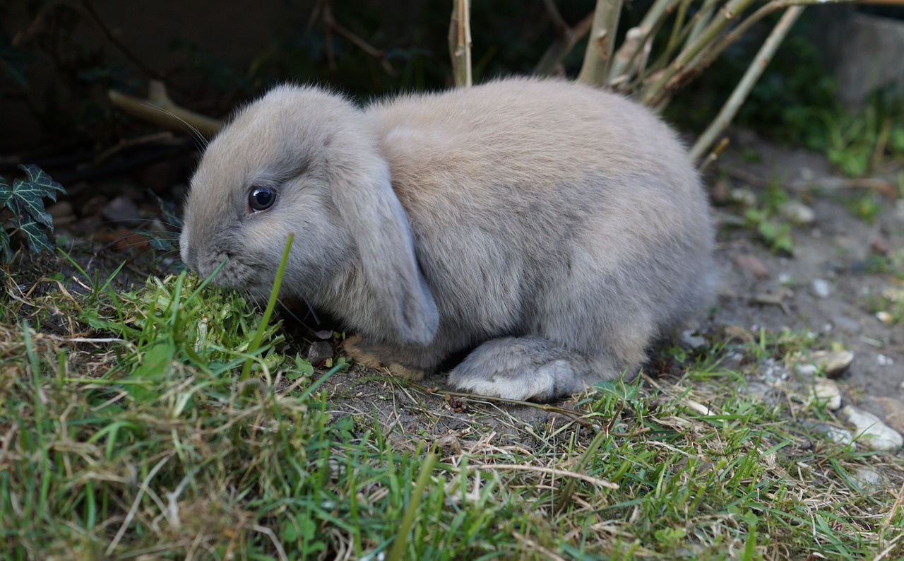 grass fur rabbit free photo