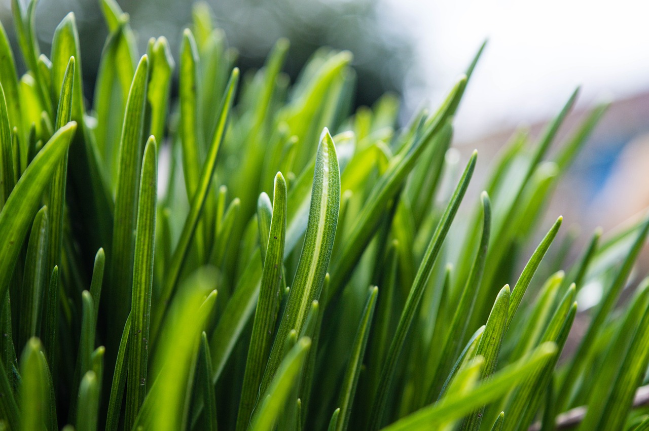 grass green spring free photo