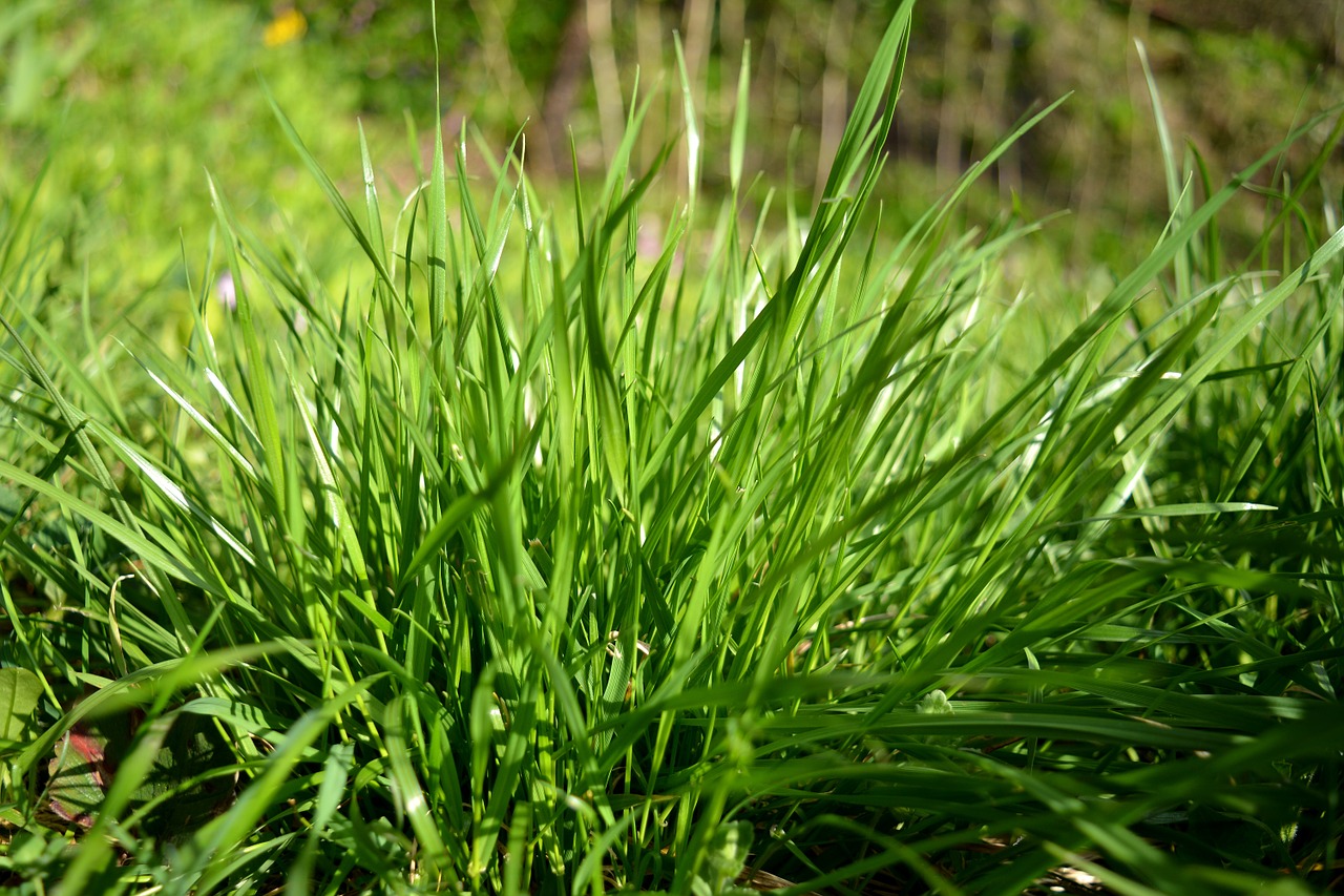 grass green meadow free photo