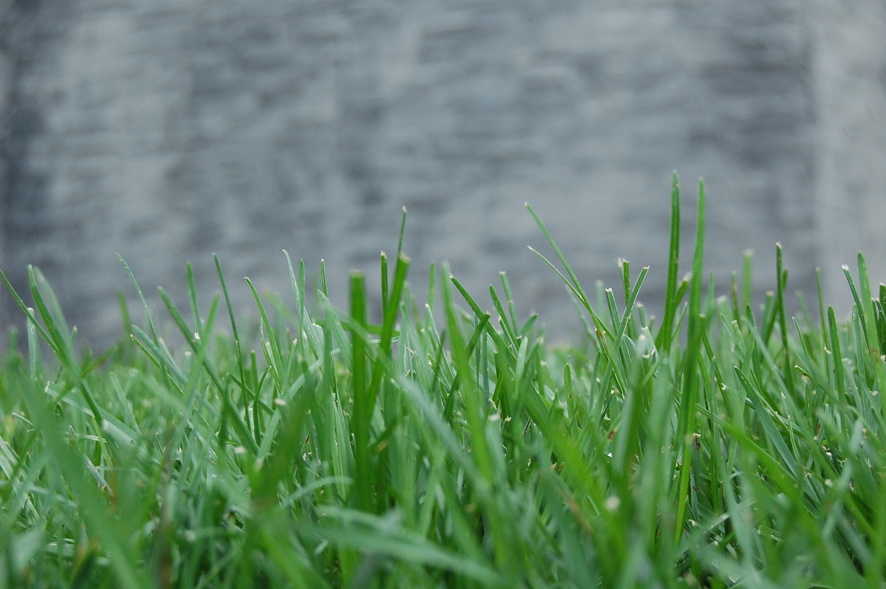 grass background isolated free photo