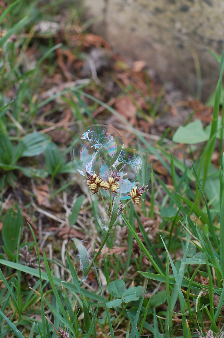 grass spring bubbles free photo