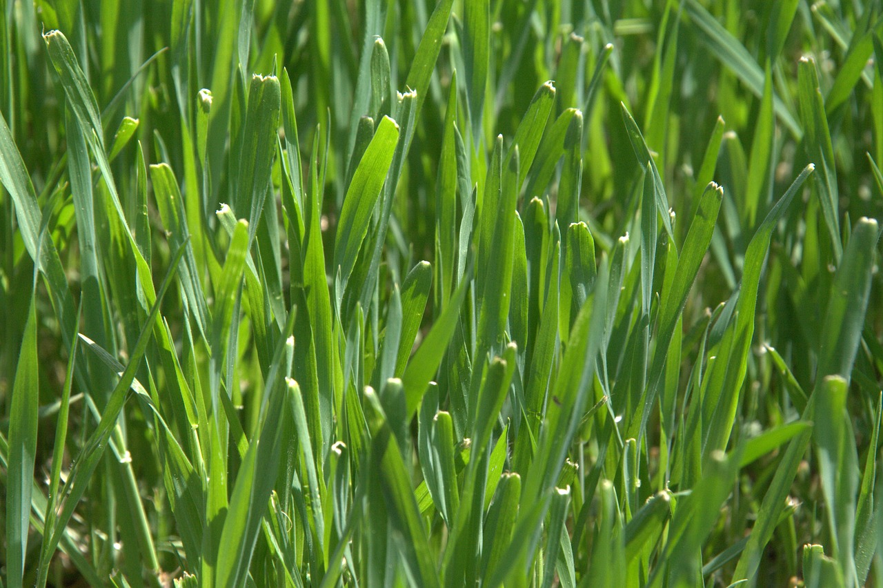 grass green nature free photo