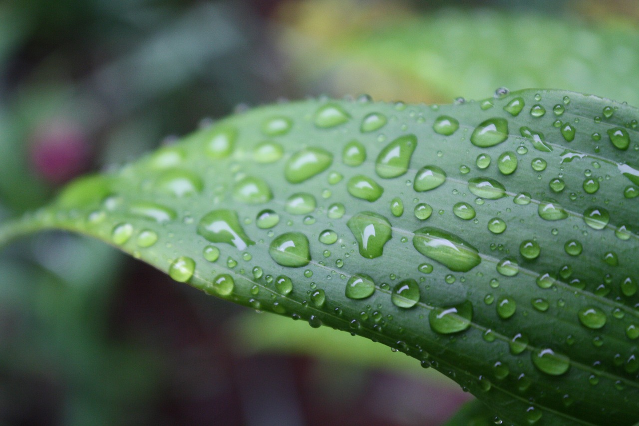 grass leaf nature free photo