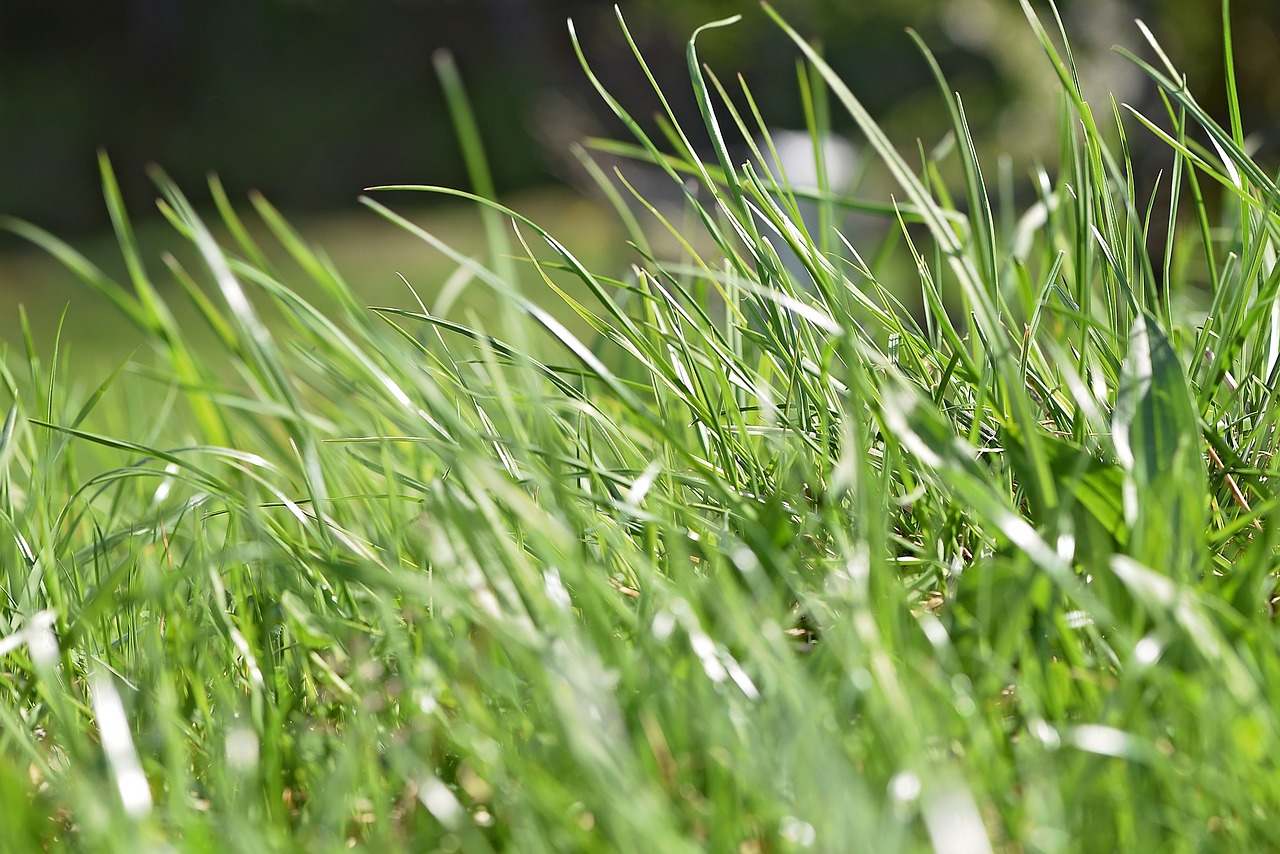 Grass Field Close Up View Wallpapers