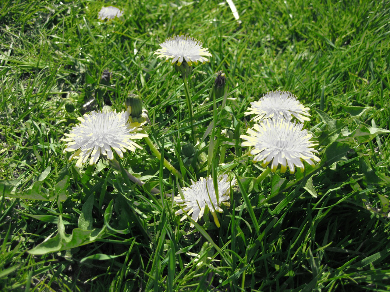 grass nature dandelion free photo