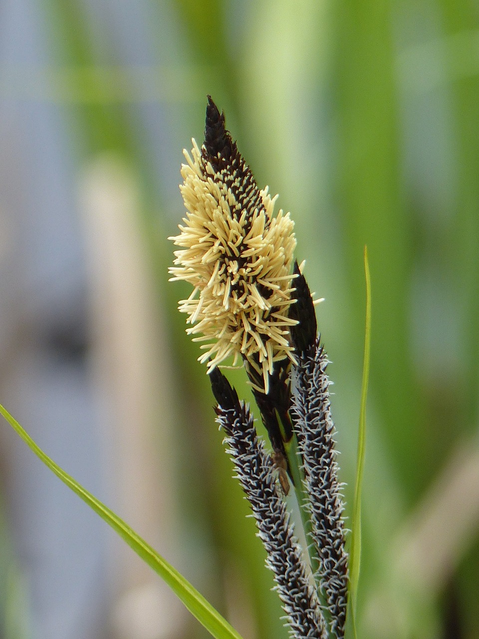 grass spring flower free photo