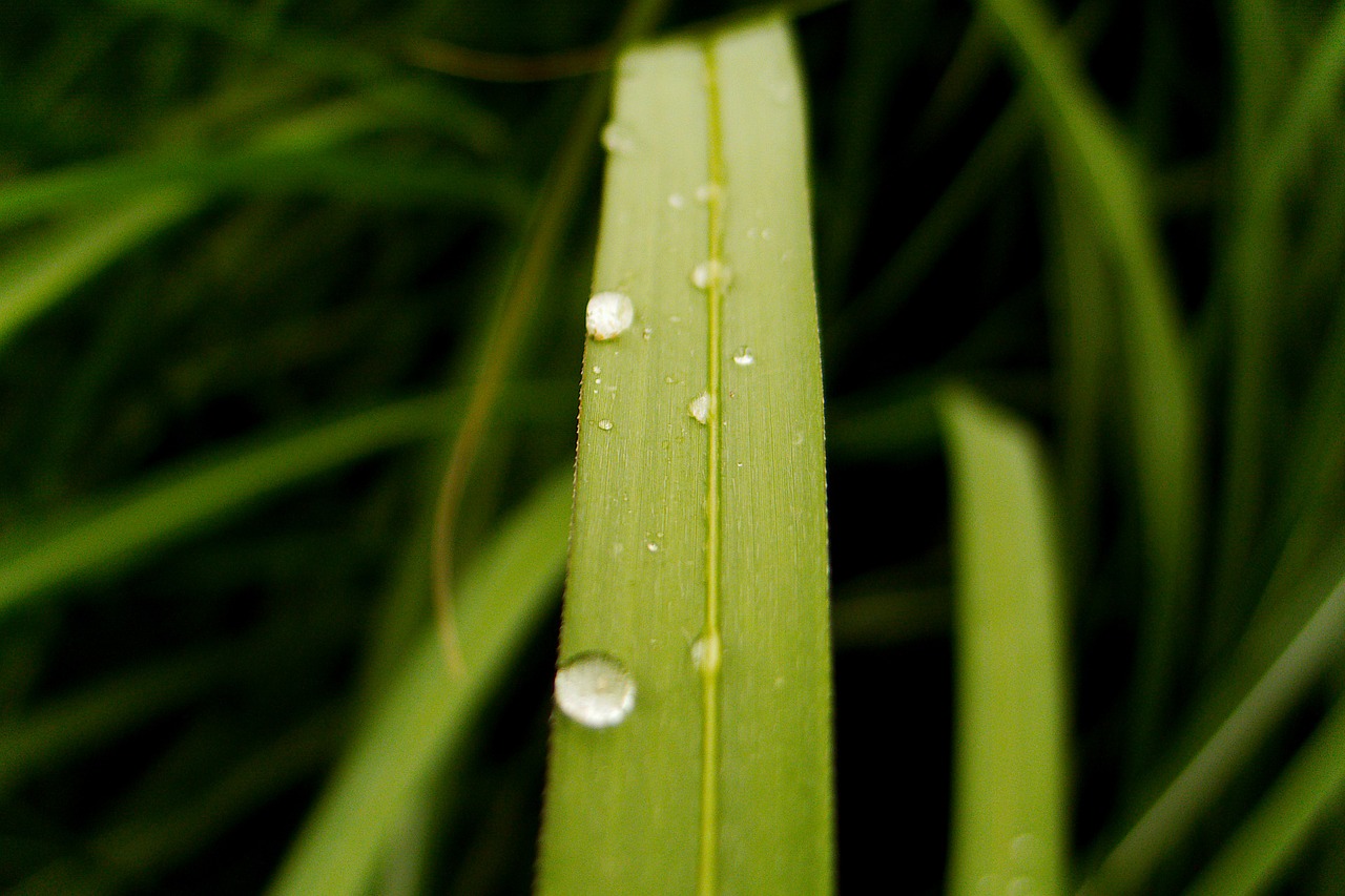 grass green macro free photo