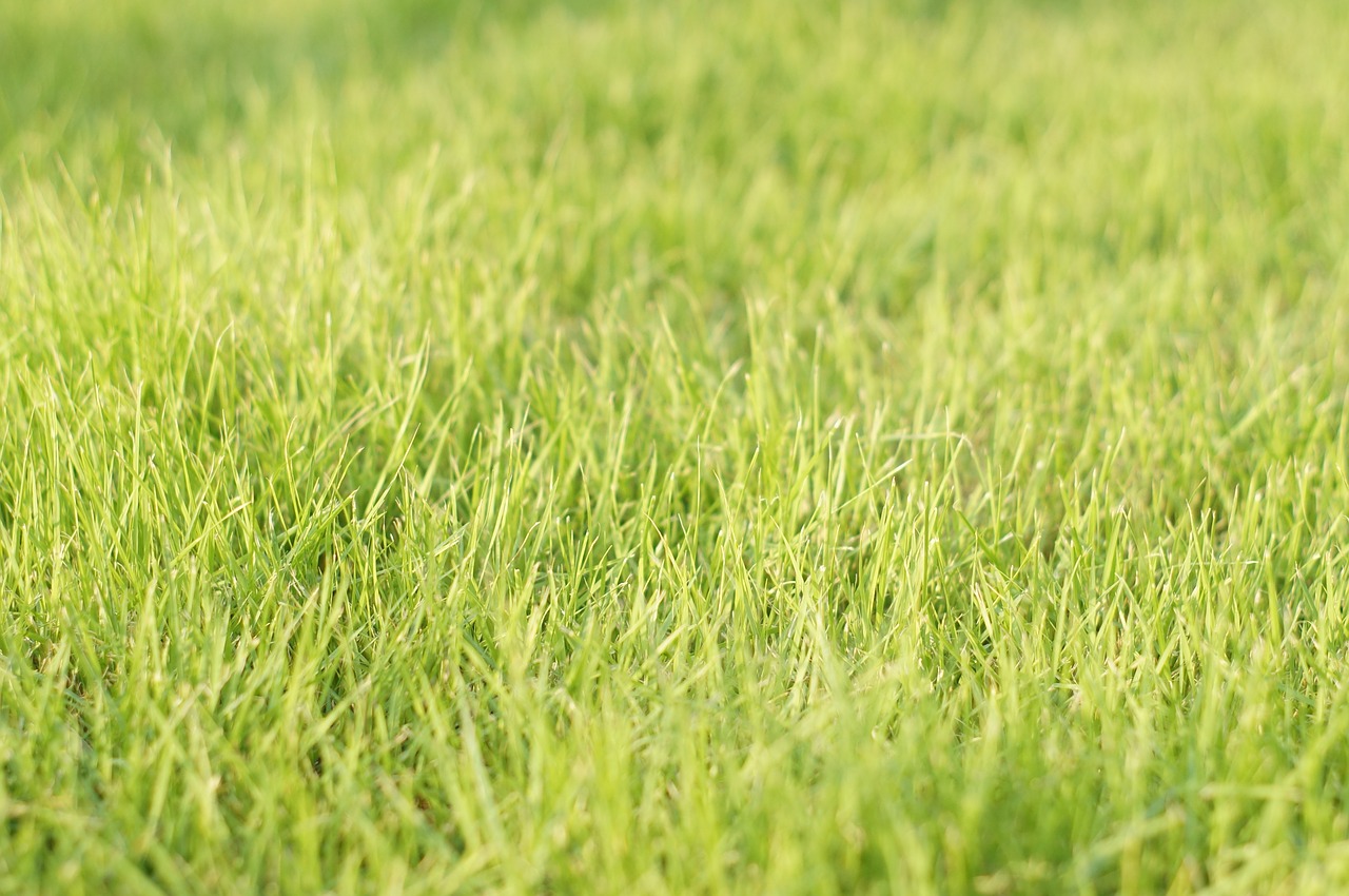 grass green fresh free photo