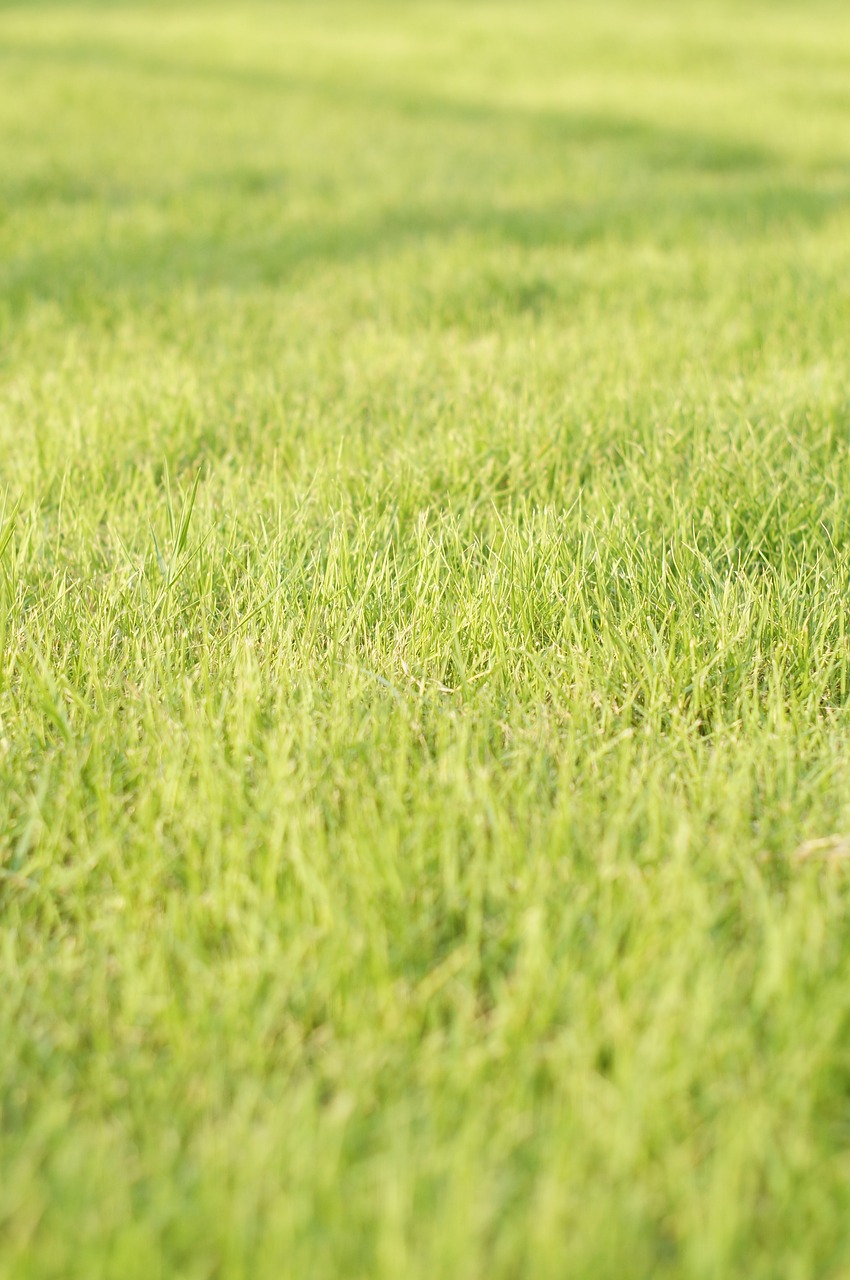 grass green fresh free photo