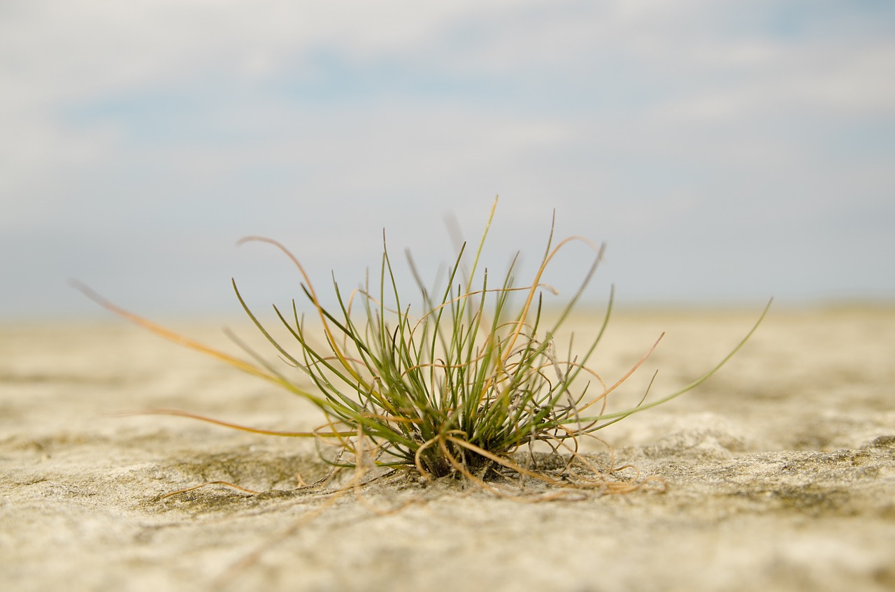 grass green drought free photo