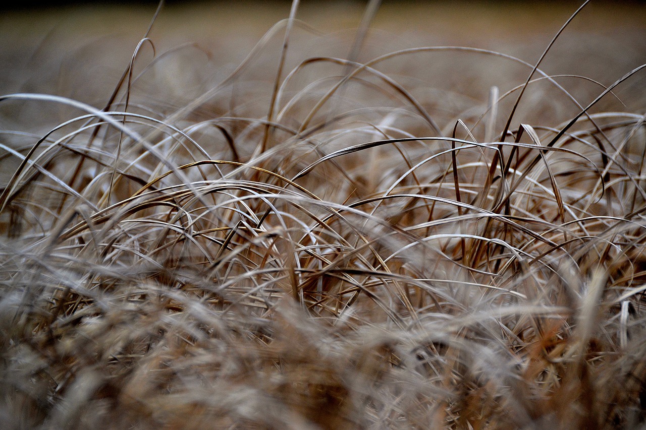 grass meadow straw free photo