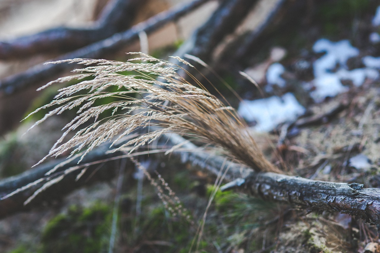 grass dry dried free photo