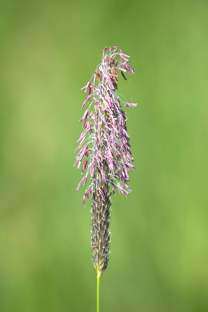 grass blossom bloom free photo