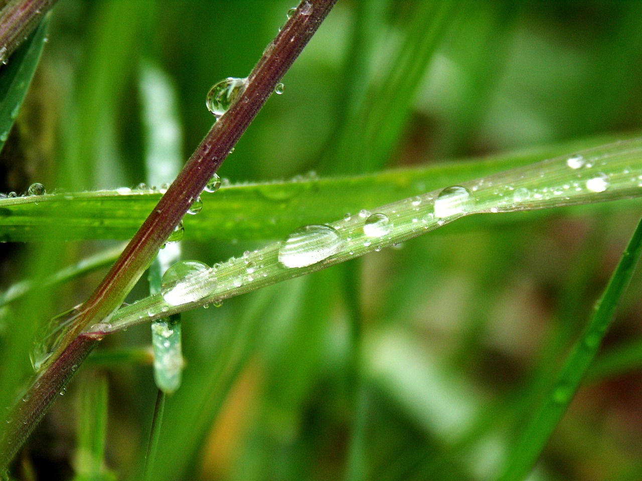 grass drop of water close free photo