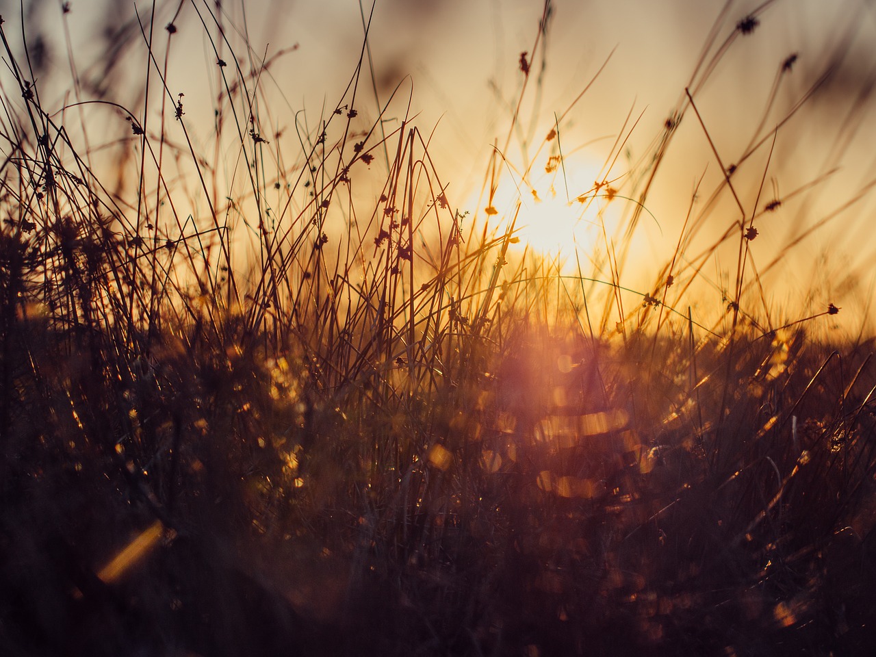 grass plants nature free photo