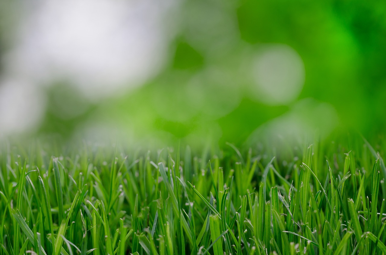 grass wallpaper background free photo