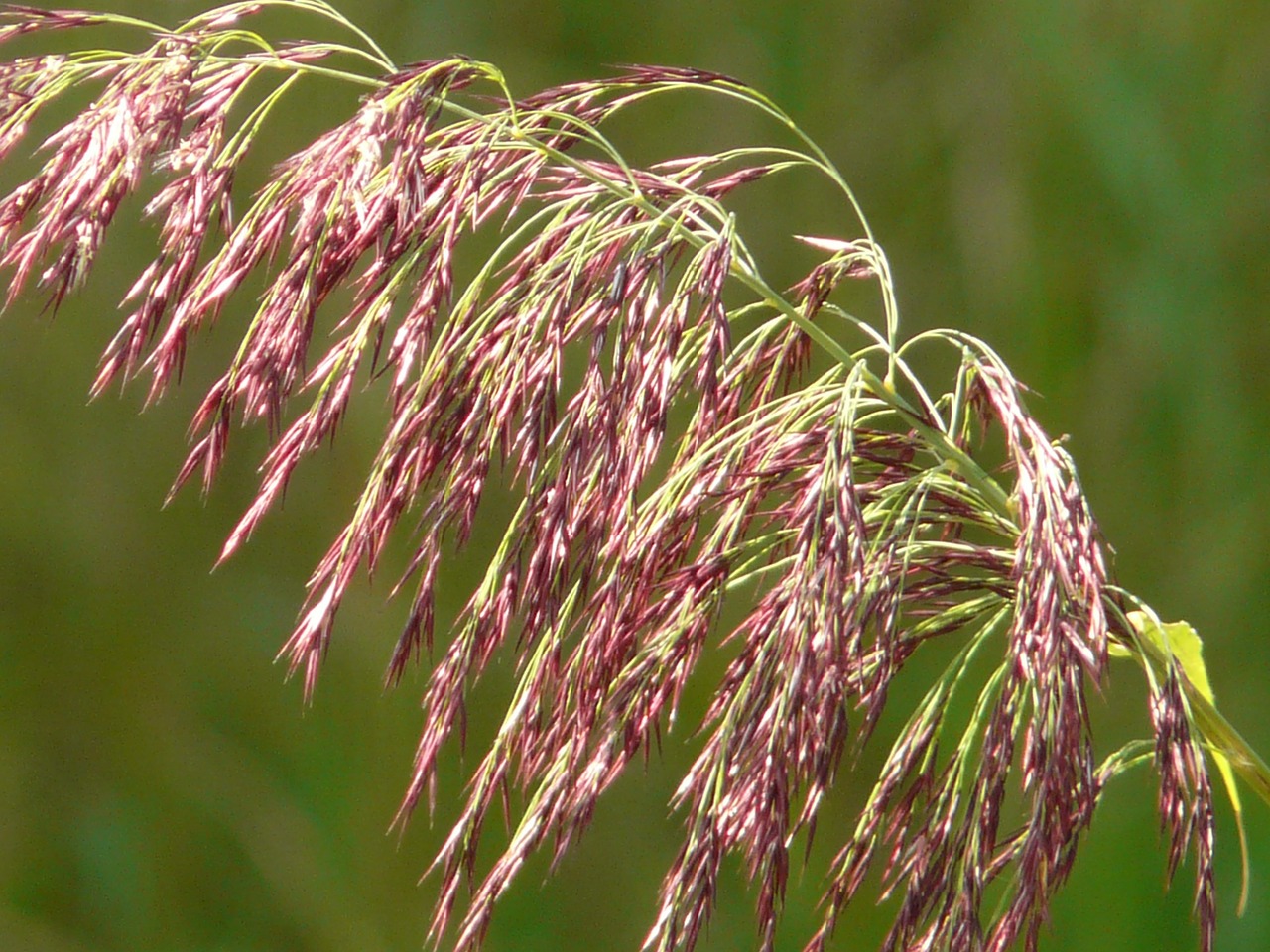 grass reed plant free photo