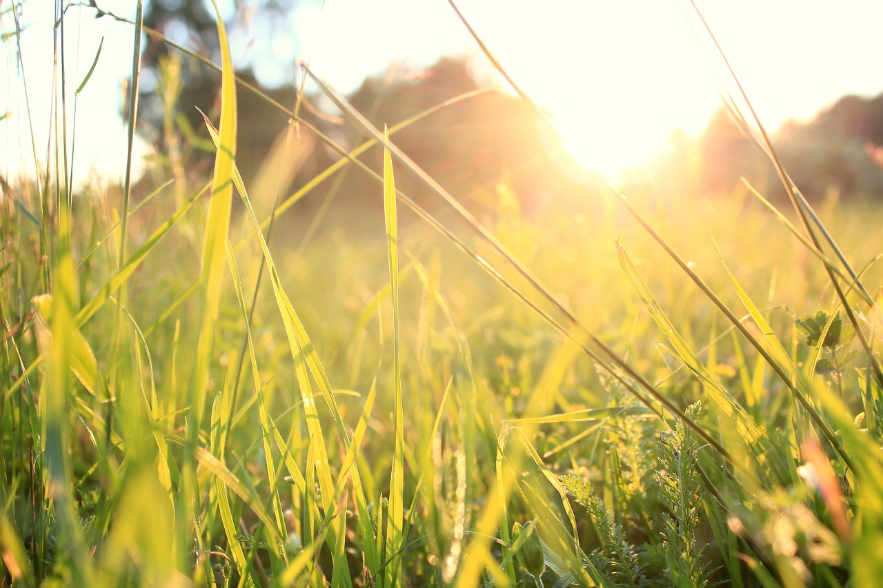 grass sunset summer free photo