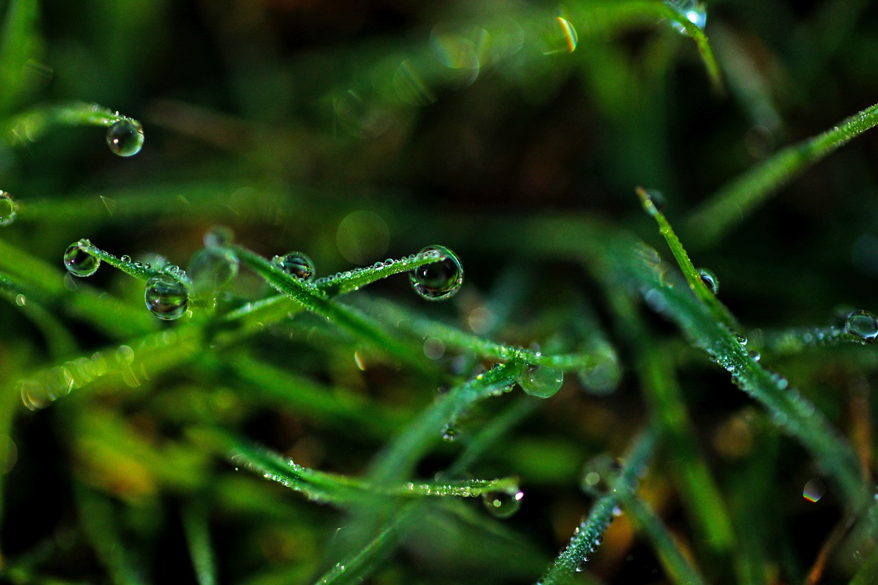 grass plant closeup free photo