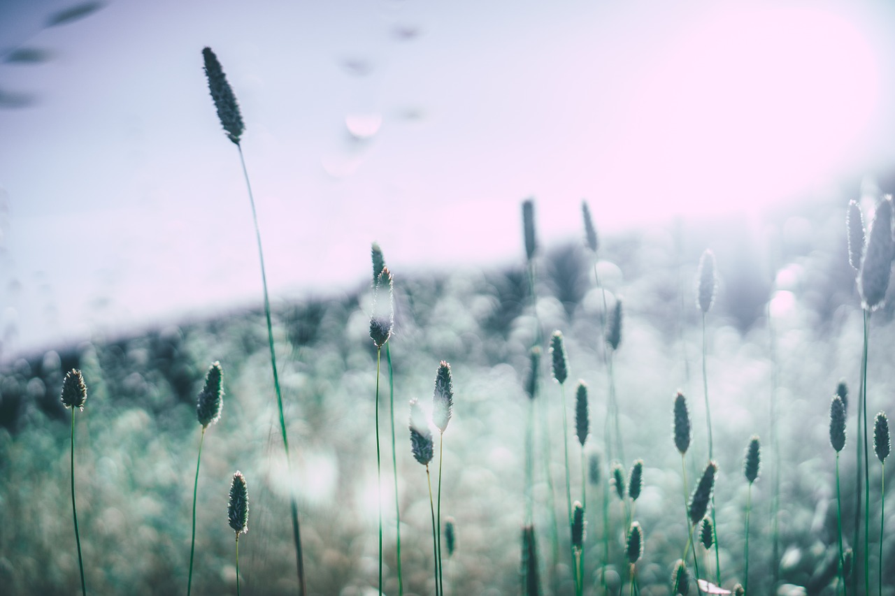 grass blossoms blooming free photo