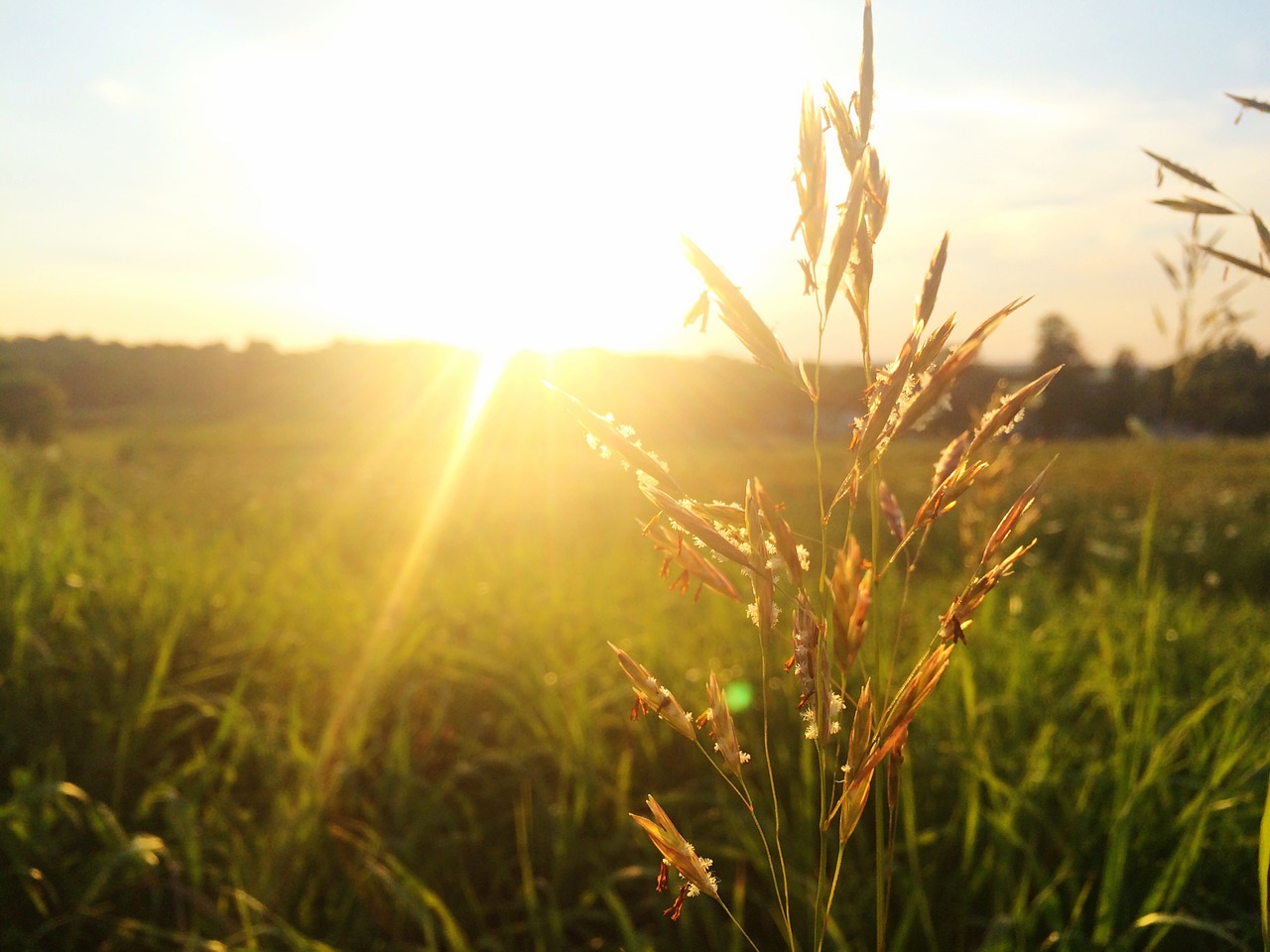 grass plant sunset free photo