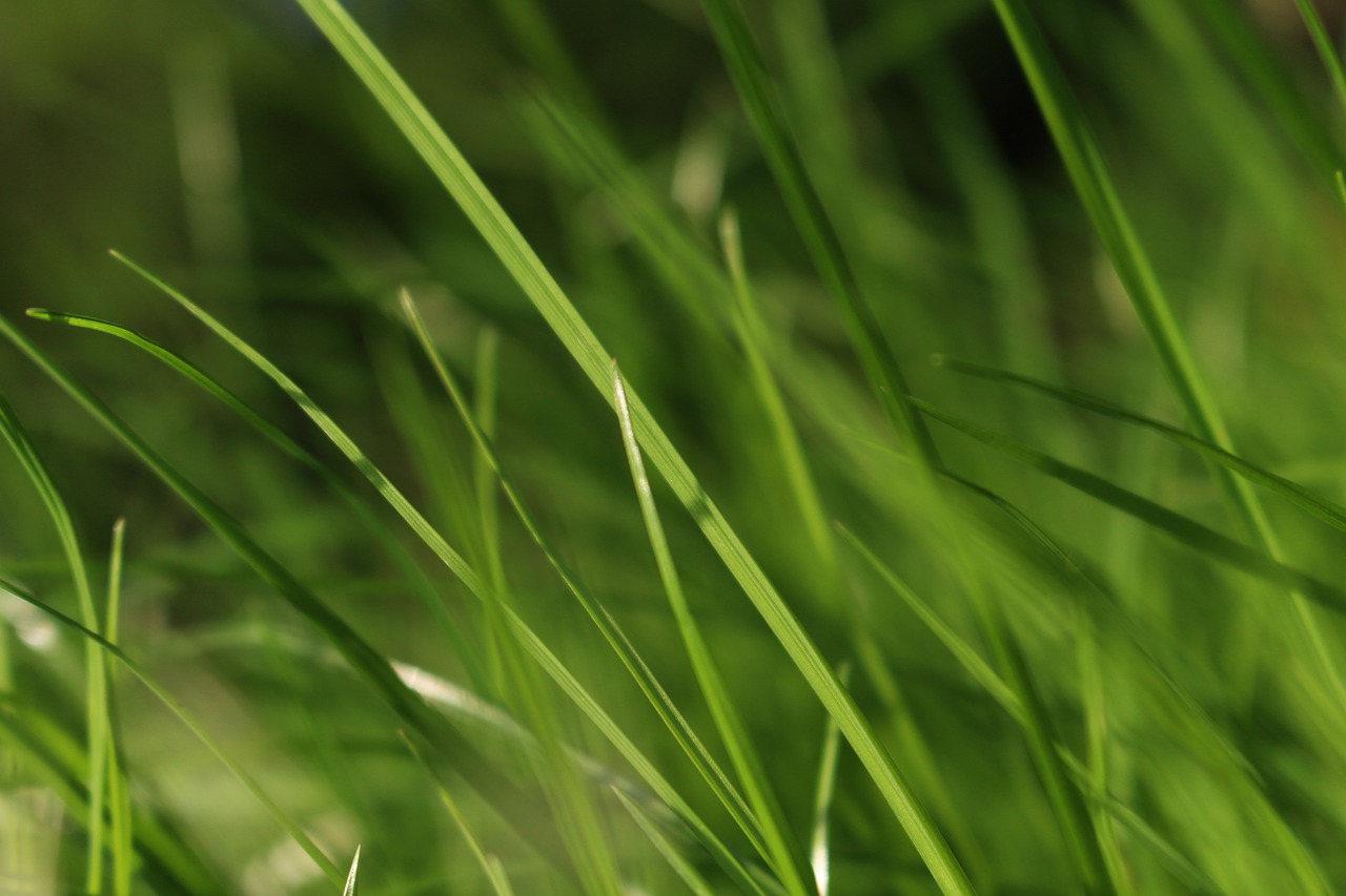 grass green meadow free photo