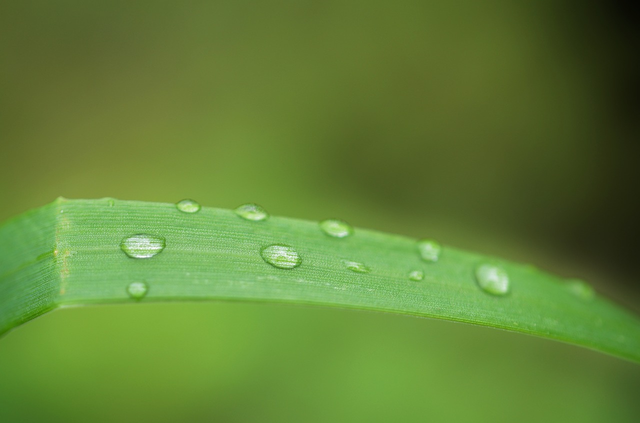 grass leaf nature free photo