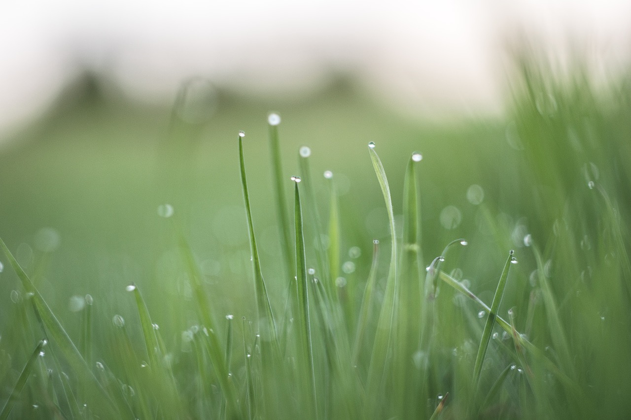 grass drops blades free photo