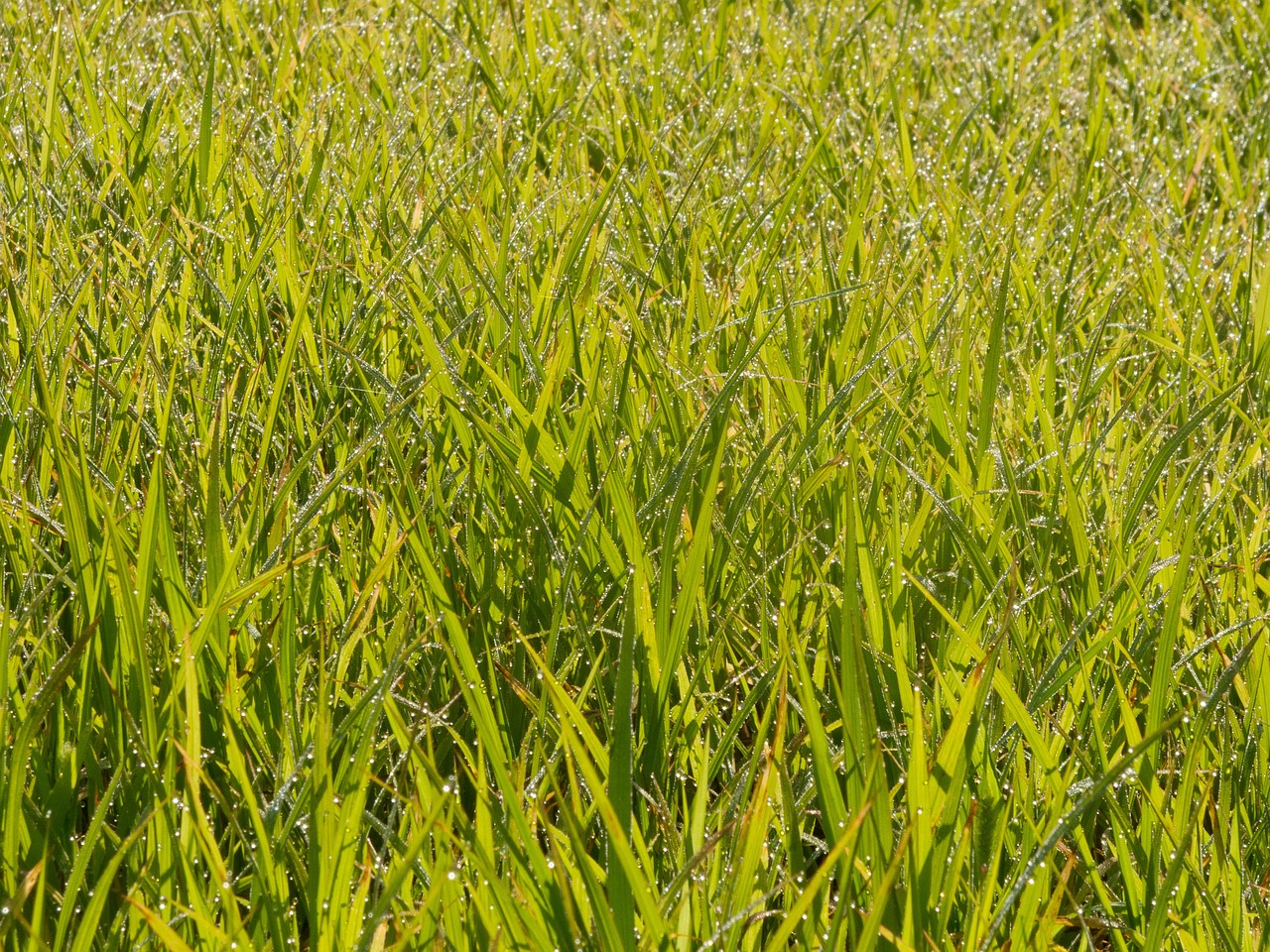 grass wheat young free photo