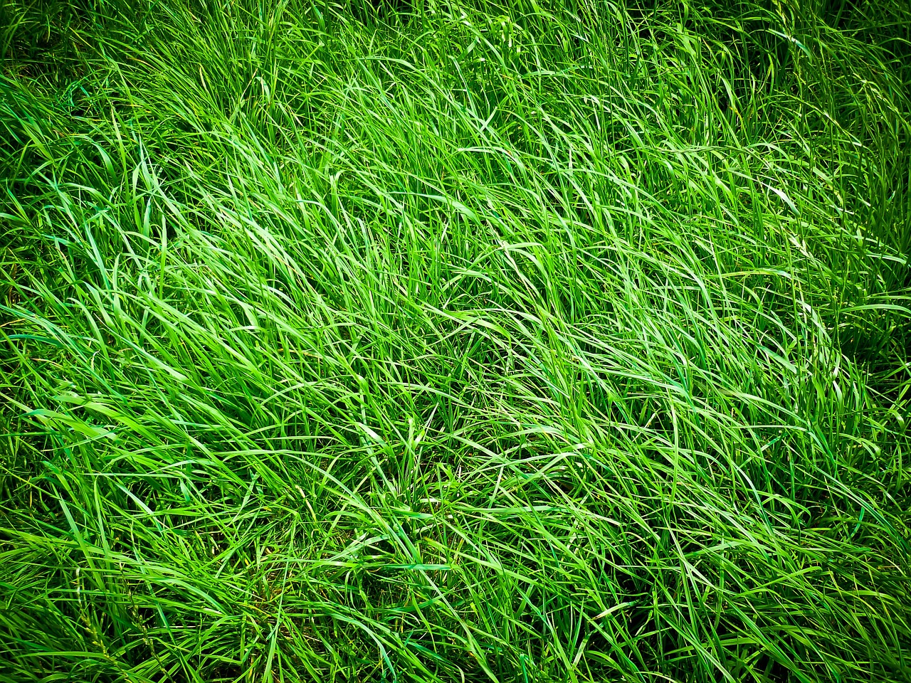 grass meadow nature free photo