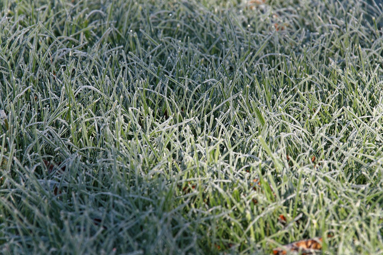 grass frost cold free photo