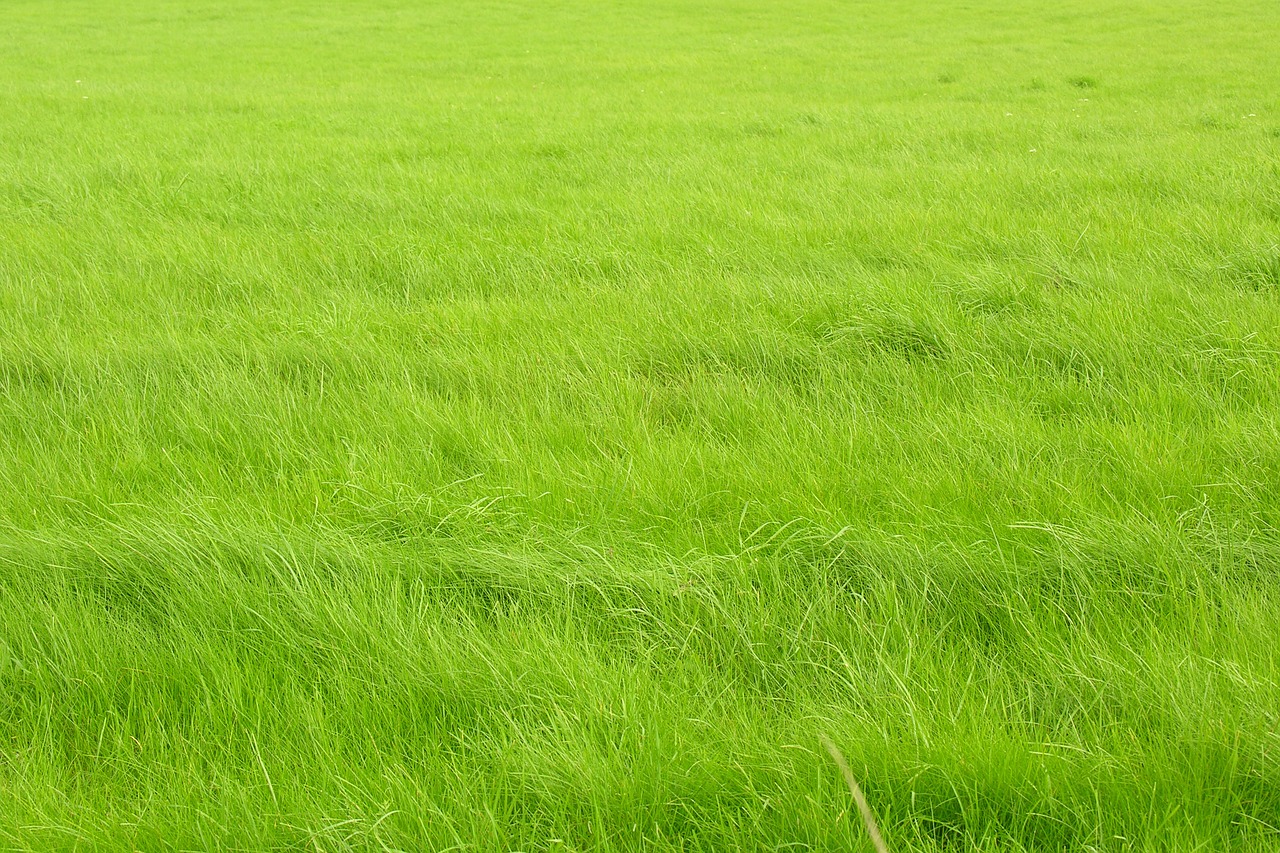 grass green waves free photo