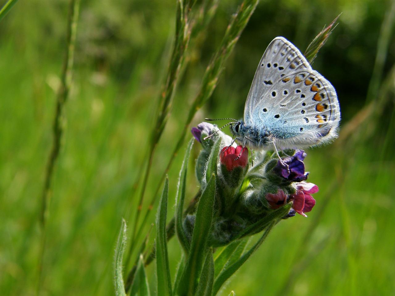 grass plants butterfly free photo