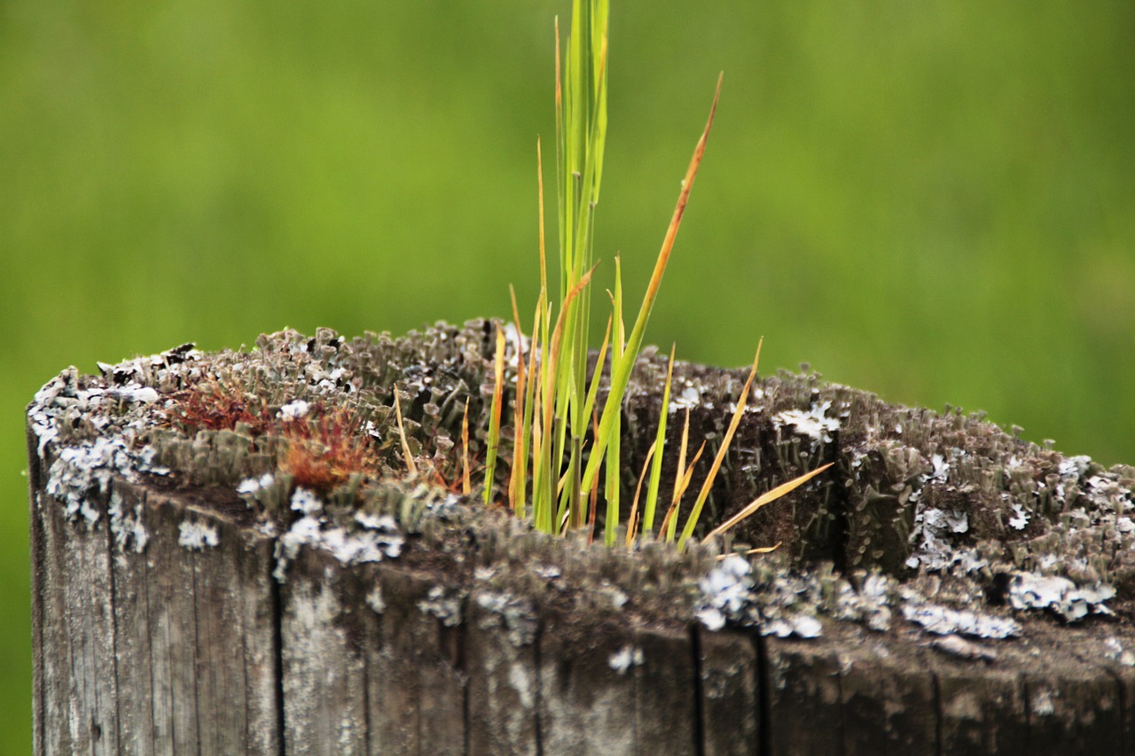 grass tree butt free photo