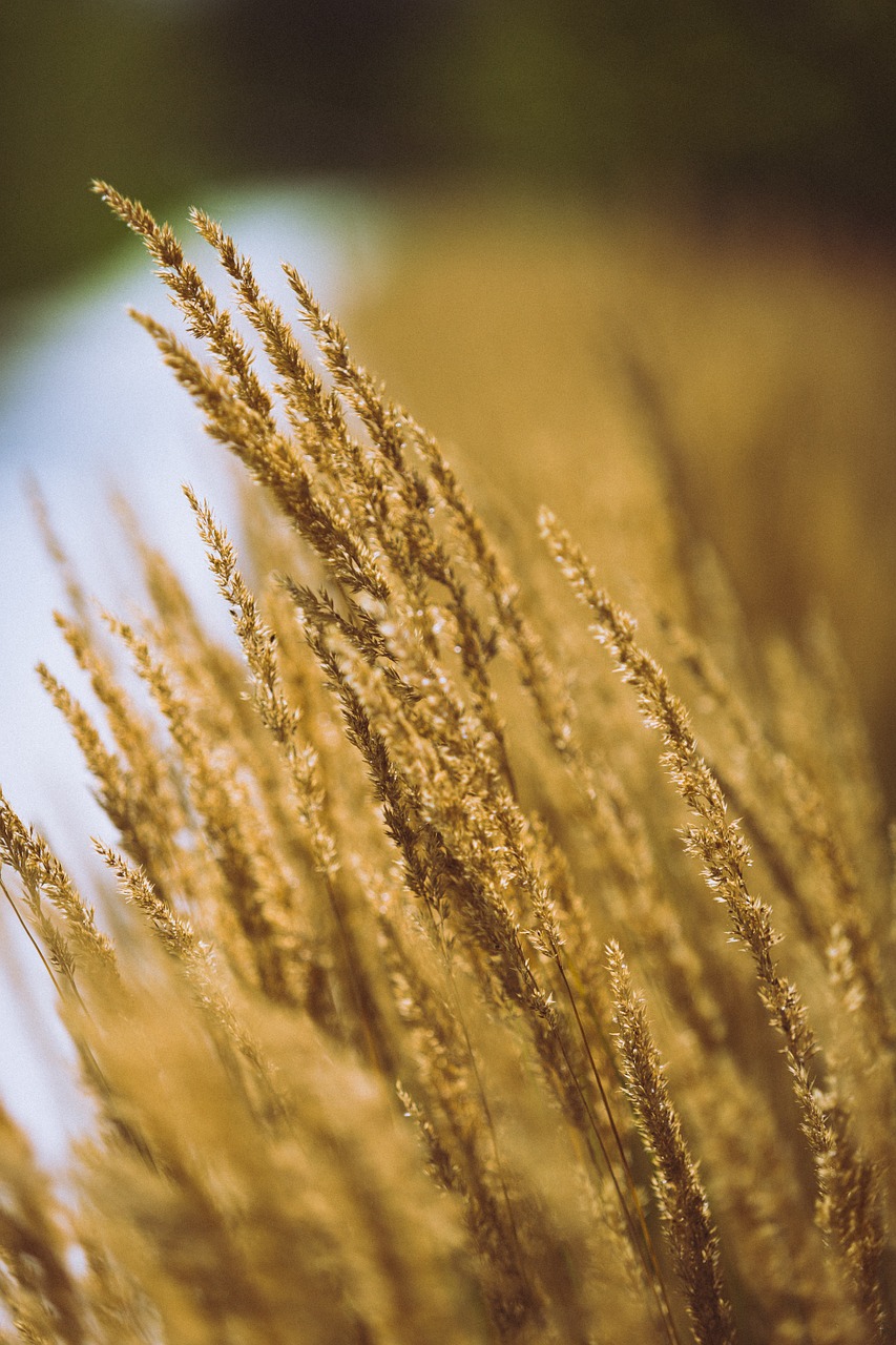 grass grain ear head free photo