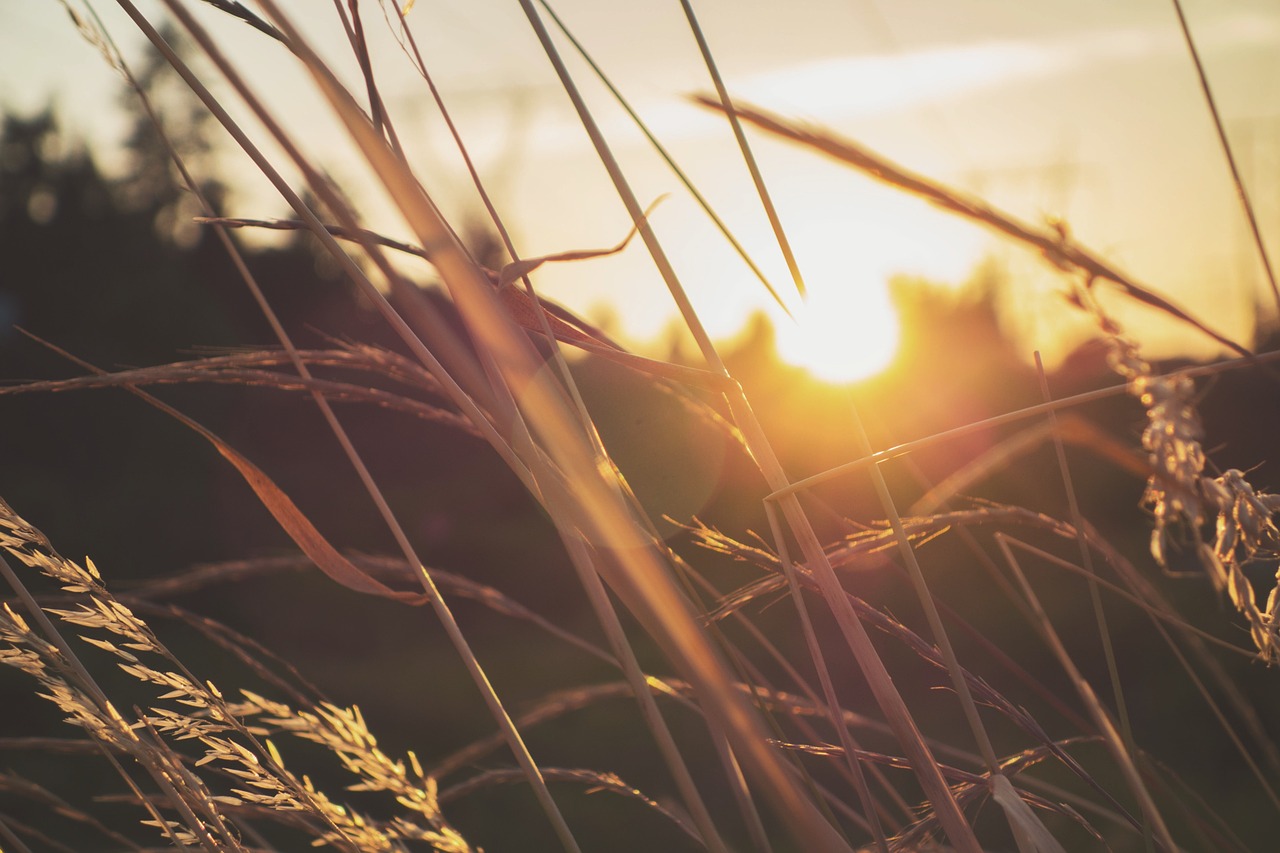 grass plant sunset free photo