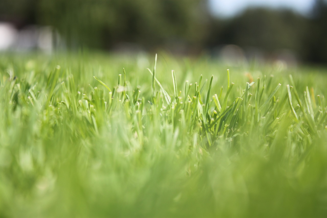 grass macro canon free photo