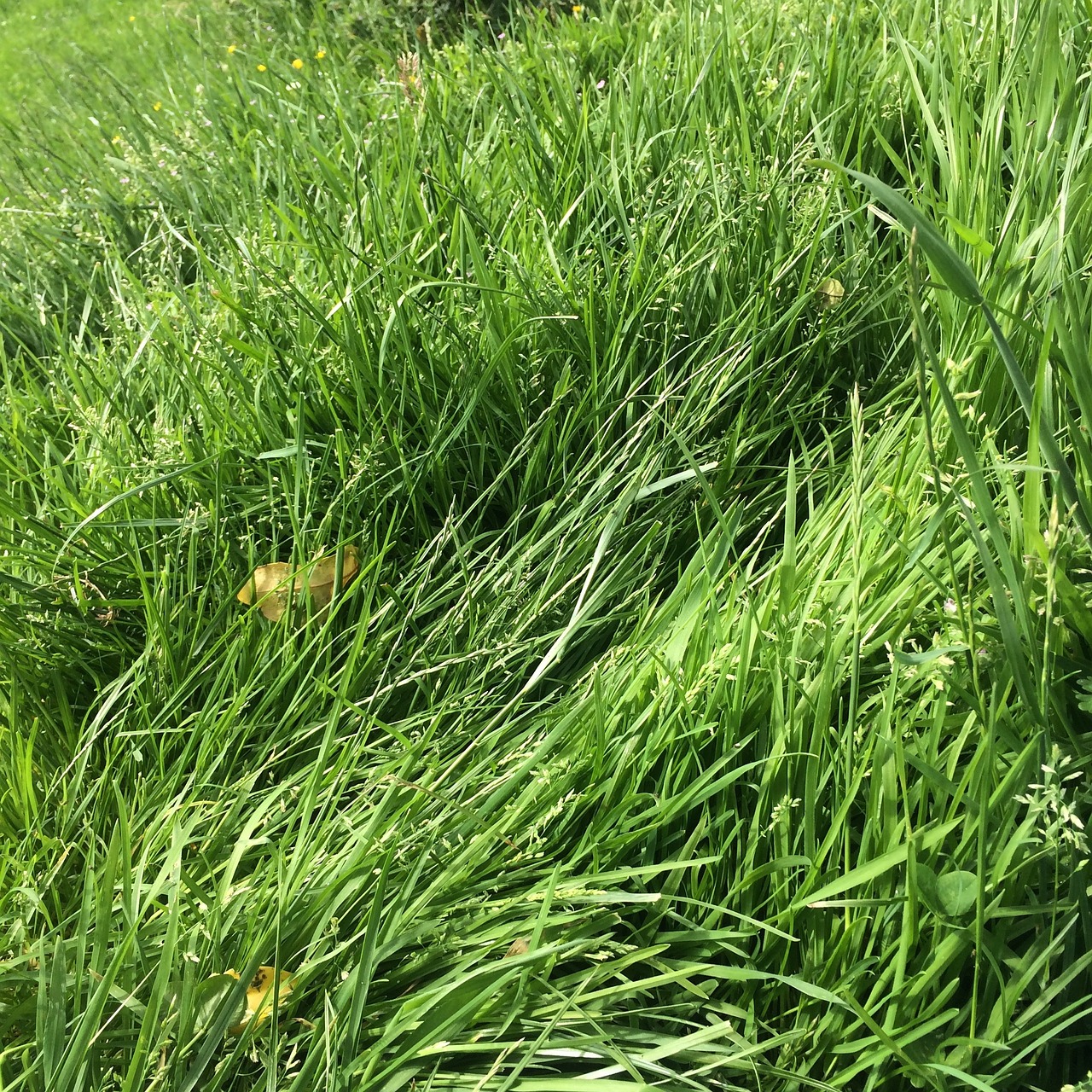 grass green meadow free photo