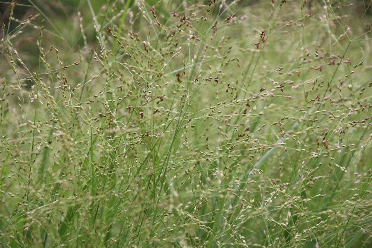 grass on the vine halme free photo