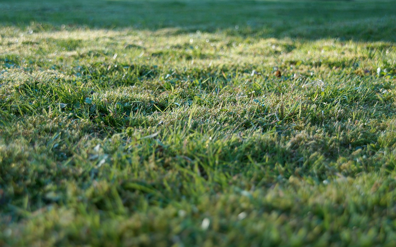 grass rush green free photo