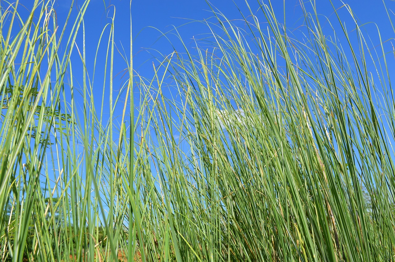 grass sky nature free photo