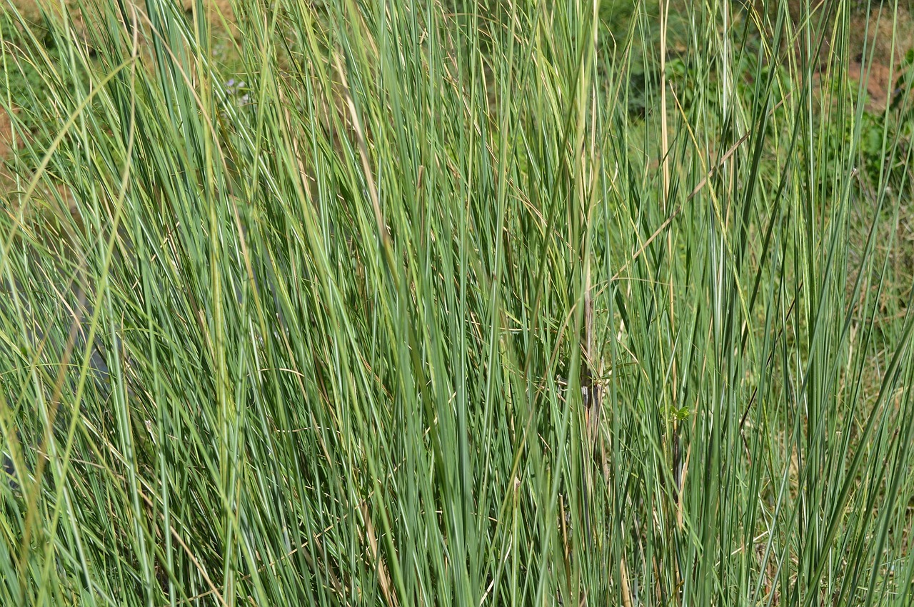 grass sky blue free photo