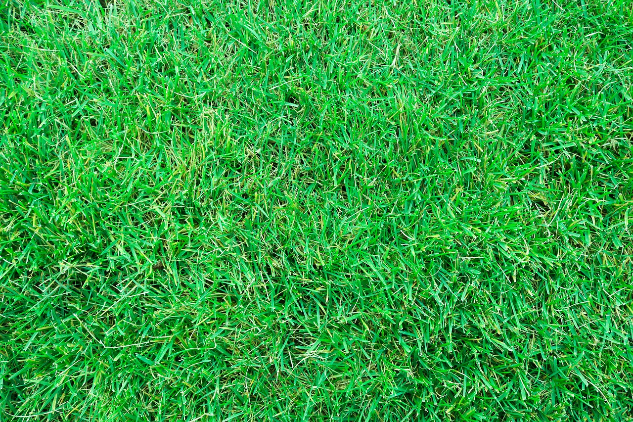 grass green nature free photo