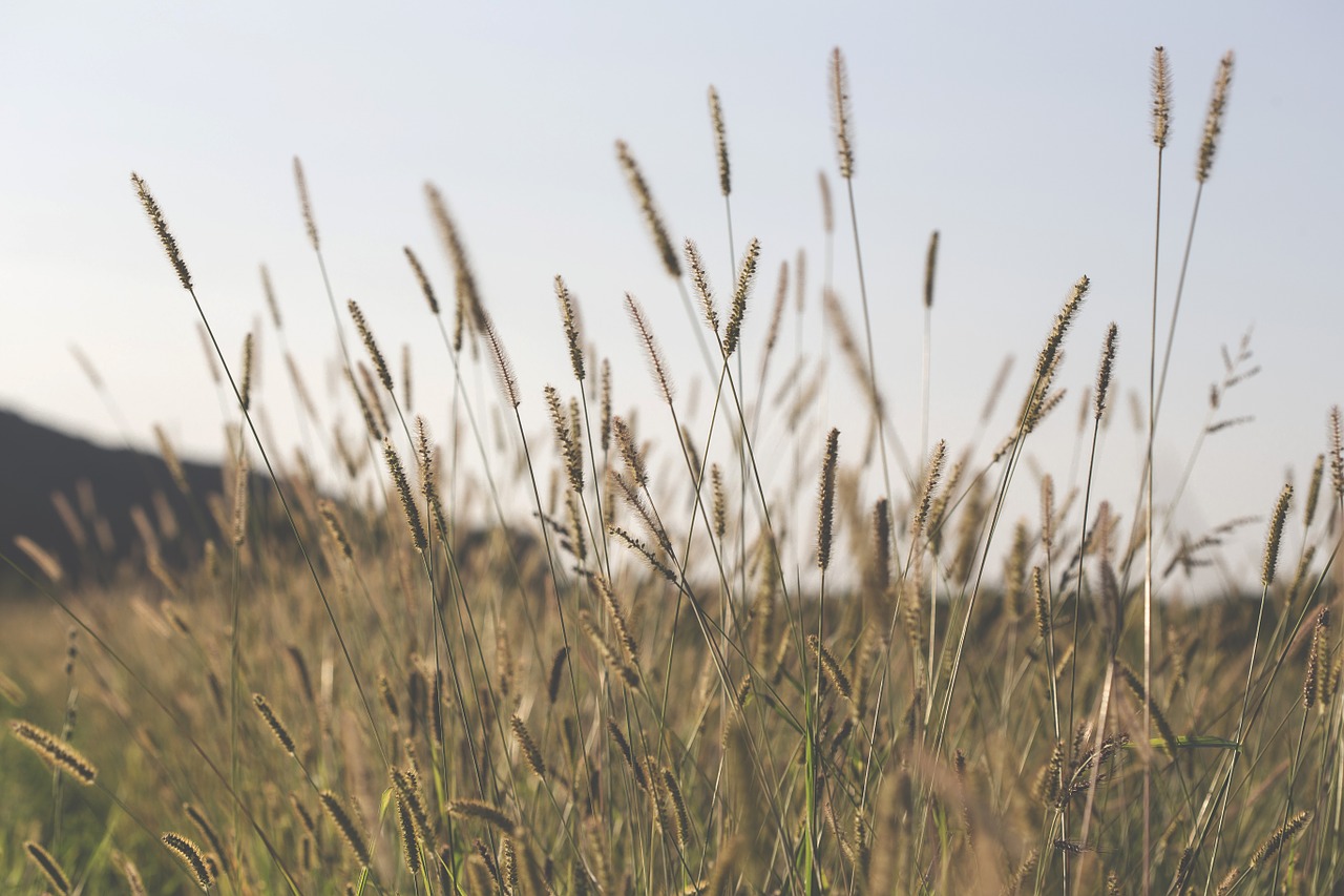 grass field nature free photo